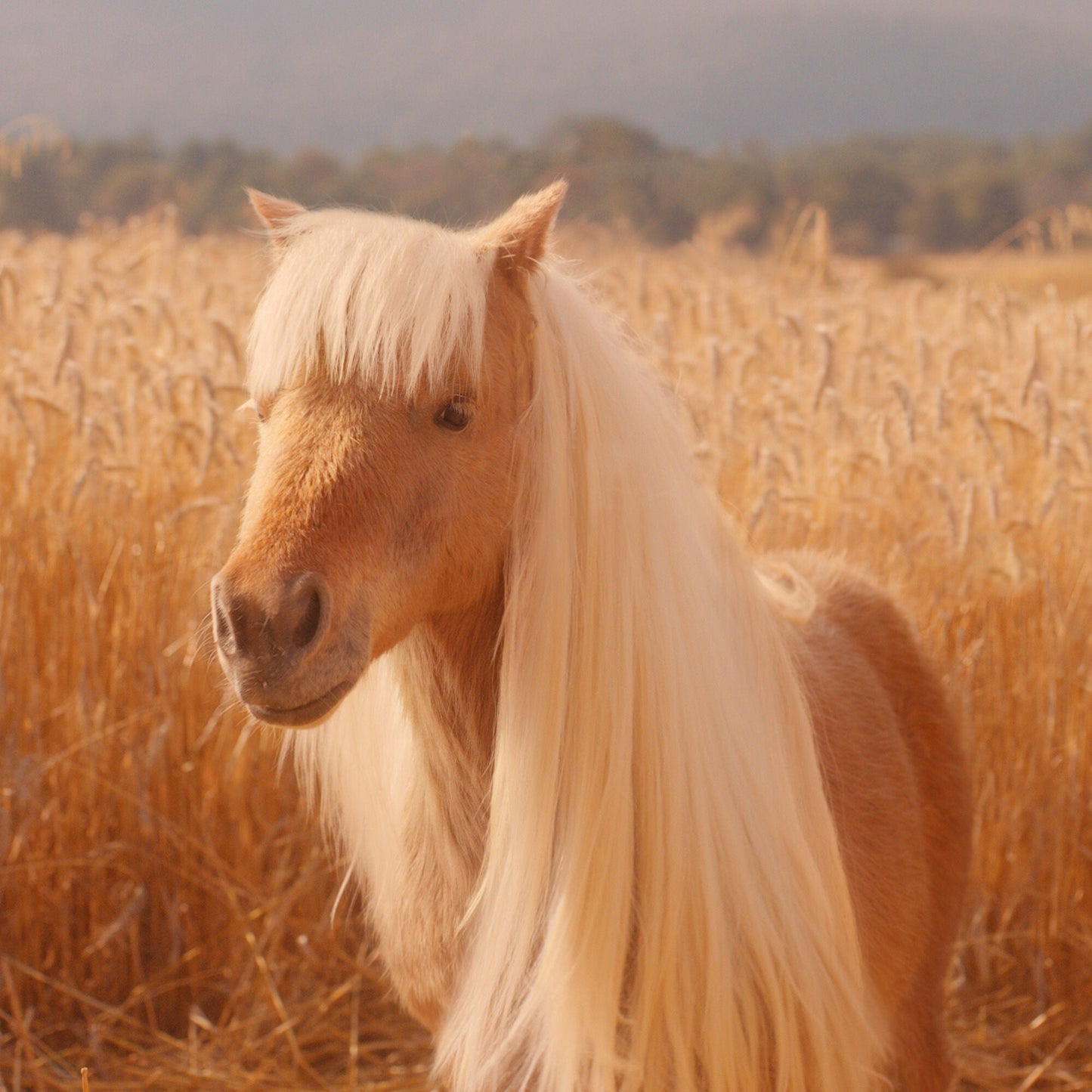 halo-glow-liquid-filter-h1 pony_pdp_2_e2011e9a-b9dd-4967-9b0f-b2fb03df5f80.jpg
